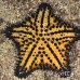 starfish_cou_h_0002_ecu0329.jpg